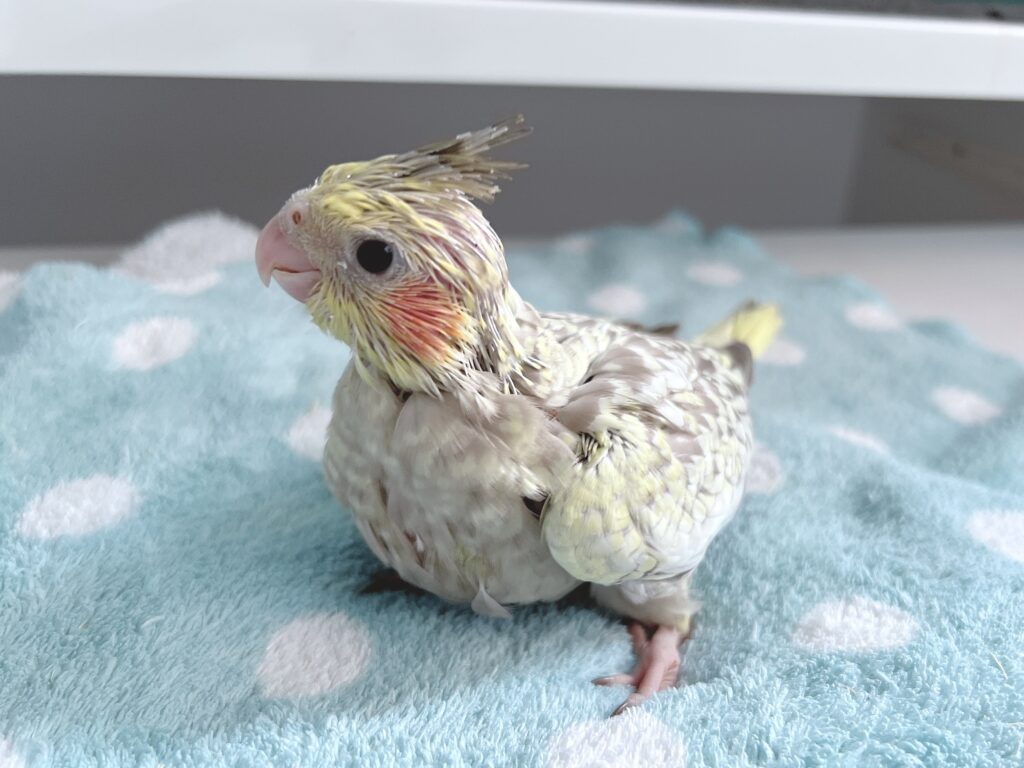 オカメインコ　シナモンパール３号　３